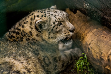 Naklejka na ściany i meble 16.05.2019. Berlin, Germany. Zoo Tiagarden. The snow leopard lies among greens and growls. Wild cats and animals.