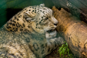 16.05.2019. Berlin, Germany. Zoo Tiagarden. The snow leopard lies among greens and growls. Wild cats and animals.