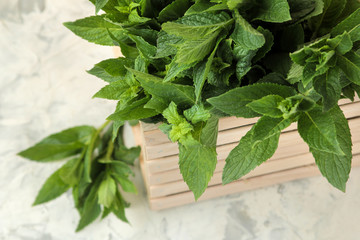 Mint. Leaves and branches of fresh green wild mint in a box on a light concrete table.