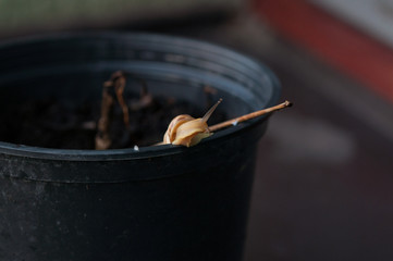 Snail crawling along the edge of black flower pots