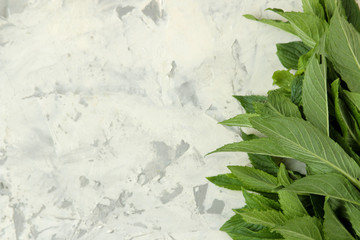 Mint. Leaves and branches of fresh green wild mint on a light concrete table. frame. top view