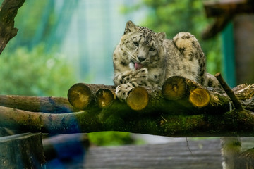 16.05.2019. Berlin, Germany. Zoo Tiagarden. The snow leopard lies on wood among greens and is lazy licks paws. Wild cats and animals.