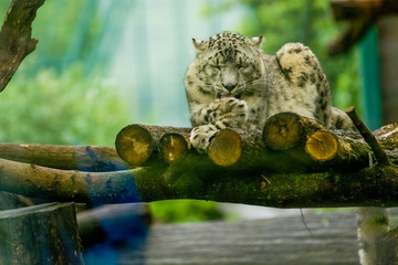 16.05.2019. Berlin, Germany. Zoo Tiagarden. The snow leopard lies on wood among greens and is lazy licks paws. Wild cats and animals.