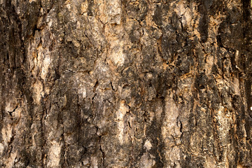 Skin wood texture