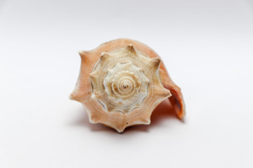 sea shell isolated on white background