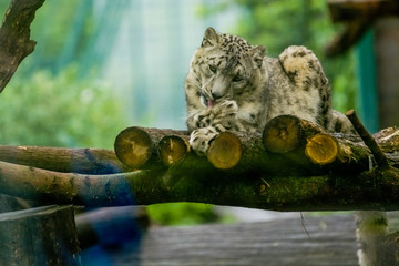16.05.2019. Berlin, Germany. Zoo Tiagarden. The snow leopard lies on wood among greens and is lazy licks paws. Wild cats and animals.