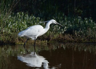 Little Egret (Egretta garzetta), Greece