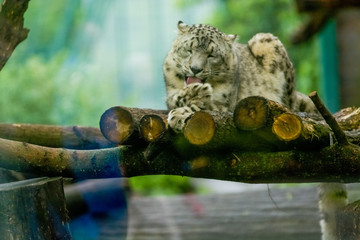 16.05.2019. Berlin, Germany. Zoo Tiagarden. The snow leopard lies on wood among greens and is lazy licks paws. Wild cats and animals.
