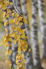 yellow autumn leaves