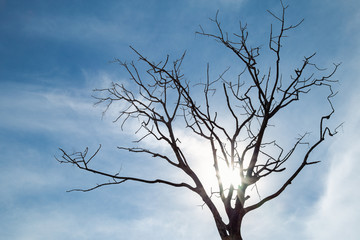 dead tree