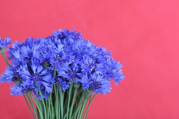 Bouquet field cornflowers. On a red background. Cornflower or Blue (Centaurea cyanus), with spider-woolly linear-lanceolate leaves and blue flowers.