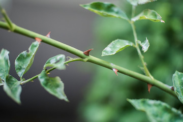 branch of a rosebush with sharp thorns