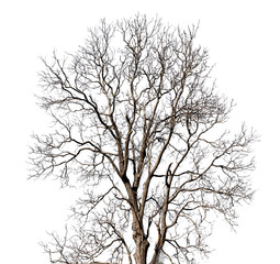 Fototapeta na wymiar dead tree