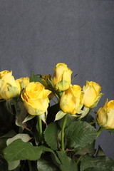 Bouquet of yellow roses. On a gray background.