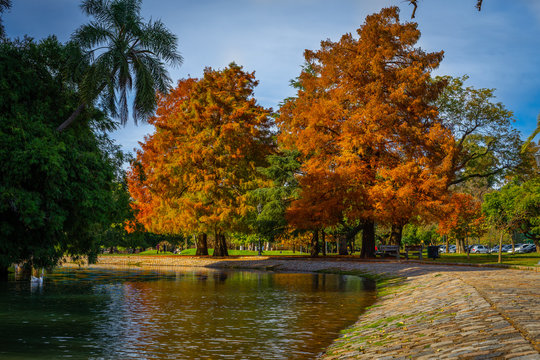 Arbol naranja