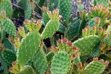 Indian fig opuntia (cactus pear), field of cacti on the coast of Greece. Selective focus.