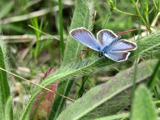 Little blue butterfly on green plants