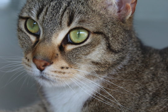 Ausdrucksstarke Katze