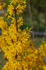 Beautiful yellow flowers on a tree in the park.