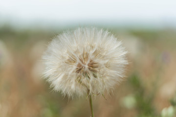 Mature dandelion on a green background. Selective focus.
