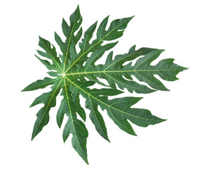 Green leaf of papaya isolated on white background. with clipping path