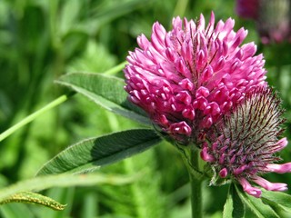 Pink flower trifolium alpestre species