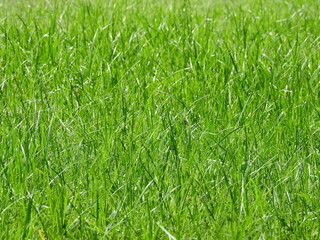 green grass lawn texture