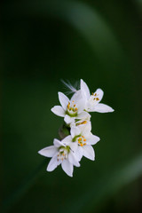 Obraz na płótnie Canvas white flower of the amaryllidaceae family (Nothoscordum gracile)