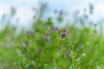 Wild purple flowers on a green background. Selective focus.