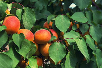  Apricot tree with bright ripe fruits, bottom view. Sunny day.