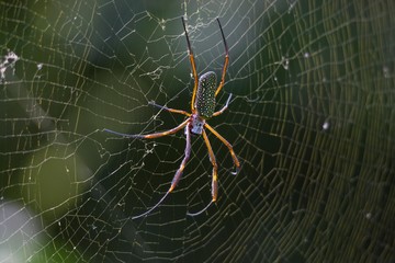 Araña