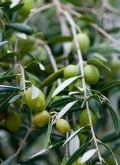 ripe olives ready for harvesting and processing olive oil