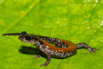 Yonahlossee Salamander (Plethodon yonahlossee)