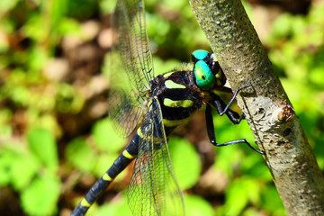 日本最大のトンボ。オニヤンマの複眼。花巻　岩手　日本。９月上旬。