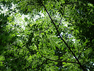 Fototapeta na wymiar green leaf of tree with sunny