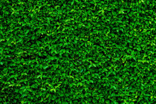 Fototapeta Backdrop and texture of green leaves natural wall