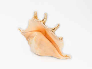 Beautiful big sea shell shot on white.