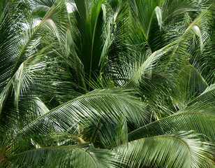 green coconut leaves in garden