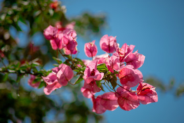 bougainvillea