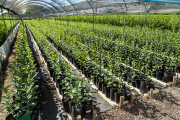 Vivero de plantas cubierto por malla raschel