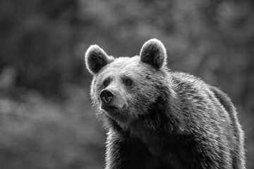 Young brown bear in the wild- Romania