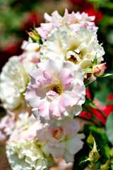 Obraz premium White roses in full blooming at Ayabe garden in Japan