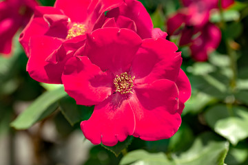 Red roses at Ayabe rose garden in Japan