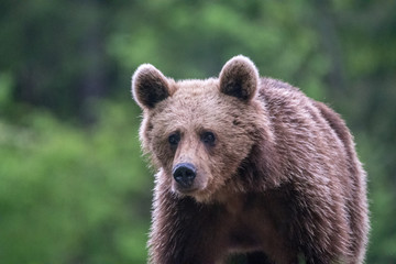 Fototapeta premium Young brown bear in the wild- Romania