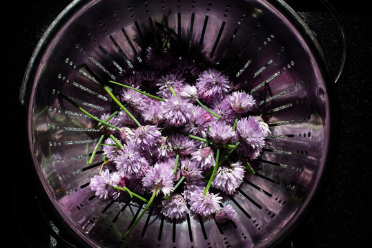 Chive blossoms in a colander