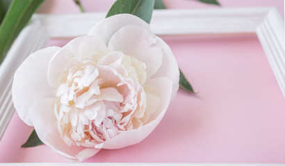blooming delicate peony flower lies on the table, surrounded by a white frame,large