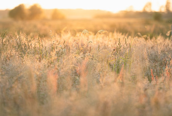 Grass and wild plants in a nature area during sunset. Onlanden, Netherlands.