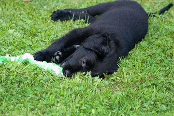 Lying Black Dog Portrait - Labrador hybrid and retriever.Black ten week old puppy Labrador lying on green grass.Black ten week old puppy Labrador lying on green grass.