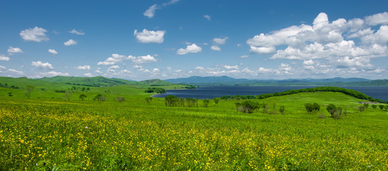Fototapeta na wymiar Panoramic photo of a field of yellow flowers and bright blue sky with fluffy clouds