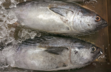 Raw fish Tuna on ice at market and department store, Ingredients for cooking, food concept. .